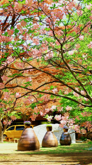 5天4晚 • 首爾·京畿道·春川｜UNESCO水原華城·愛寶樂園·南怡島·小法國村·臨津閣和平纜車·江華LUGE滑車·稻花農夫·景福宮｜秋冬慢享之旅