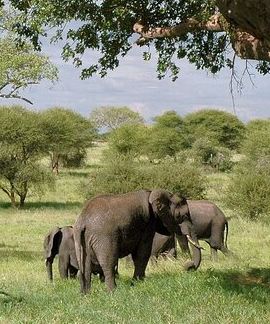 12D11N • 12 days Kenya and Tanzania safari private lodge from Nairobi