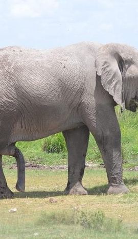 6D5N • 6 Days in Masai Mara- Lake Nakuru- Amboseli