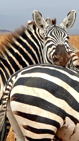 4D3N • 4-Day Last-Minute Safari to Lake Manyara, …