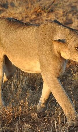 2D1N • 2 Day Private Taita Hills Game Sunctuary Tour