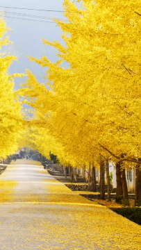 3日2晚 • 韶關3天團 · 《深秋秘景~黃金銀杏林+光影丹霞》 乘船觀賞「萬古丹霞大型山水實景光影秀」 南雄帽子峰~觀賞金秋銀杏  保證入住2026年全新開業韶關祥源丹霞自由家酒店