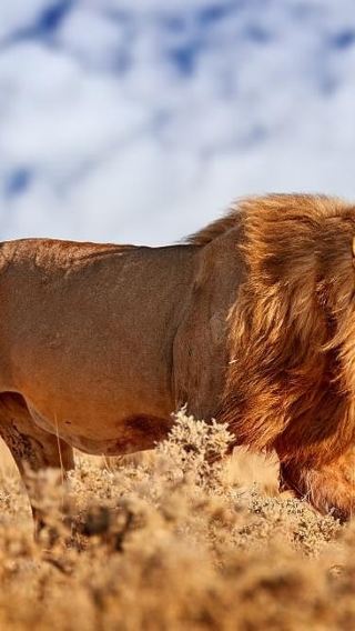 4D3N • From Nairobi: 4-Day Maasai Mara Budget Safari In 4WD Jeep