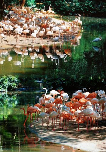 4D3N • Guangzhou + Chimelong International Ocean Park