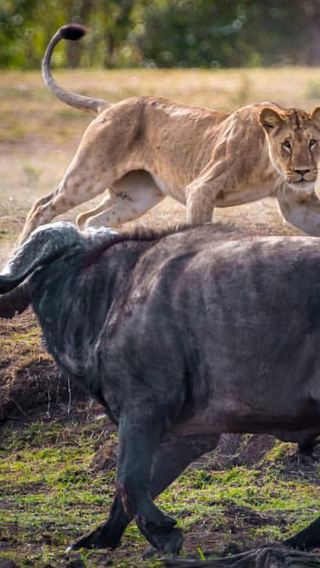 8D7N • Kenya 8 days 7 nights wild luxury safari across Mount Kenya and the East African Rift Valley