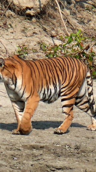 6D5N • Bardia National Park: Tiger Photography Tour with Lodging