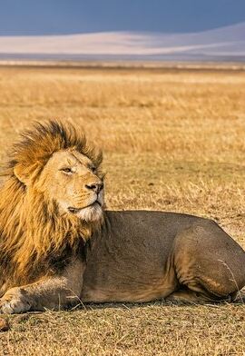 4D3N • 4 days Private Camping Tour - Serengeti Ngorongoro & Lake Manyara