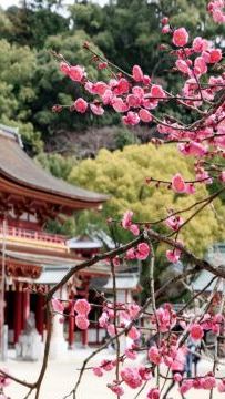 7日6晚 • 鹿兒島市+宮崎市+福岡7天團 · 春日溫泉之旅  「初春賞梅賞櫻 」及「米芝蓮景點推介」太宰府～天滿宮、賞櫻名所(由布院溫泉街、仙巖園、「日本三大名城」熊本城、水前寺公園)、金鱗湖、馬背斷崖絕...