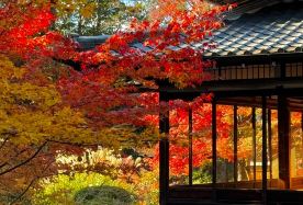 6D5N · Private Tours · Japan + Osaka + Kyoto Free customized itinerary revision if you are unsatisfied with the trip plan · Explore the natural scenery of Arashiyama in Kyoto, capture the perfect shot at Kiyomizu-dera Temple, and interact with deer in Nara Park.