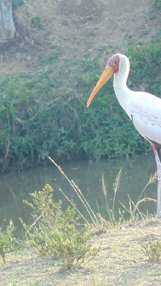 6D5N • 6 Days Safari to Lake Nakuru, Maasai Mara, lake Naivasha and Amboseli
