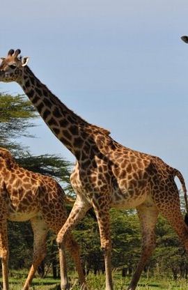 2D1N • 3 Days Mikumi Safari Adventures by Ferry from Zanzibar