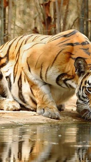 5D4N • From Agra: 5-Day Rajasthan Tour with Ranthambore