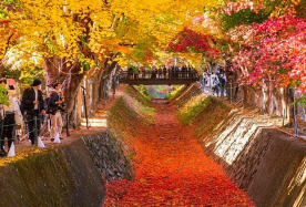 6-day 5-night · Group Tours · Japan + Osaka + Kyoto + Nara · Small-group tour with limited-time free airport and hotel shuttles, 5-diamond accommodations, Gion's Geisha culture, Fushimi Inari's torii gates, San'in area highlights, Guichuan Shrine, Arashiyama train ride, Conan-themed Moon Bridge, plus 2 free days.