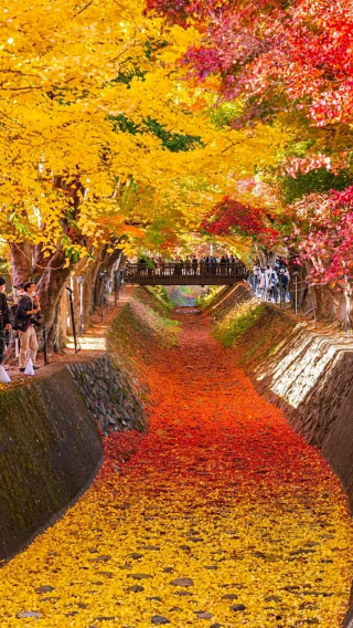 6D5N • Japan + Osaka + Kyoto + Nara City Small-group,free shuttles,5D,Gion,Fushimi,San'in,Guichuan,Arashiyama tr,Conan Bridge,2 free days