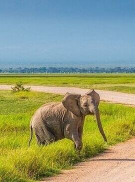6D5N • 6 Days Group Safari in Mara, Nakuru and Amboseli, Upgraded lodges