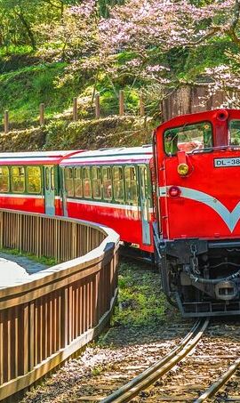 2D1N • Alishan 2Day Shared Tour from Taipei