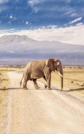 7D6N • 7-Day Maasai Mara, Nakuru, Naivasha, Amboseli Complimentary night