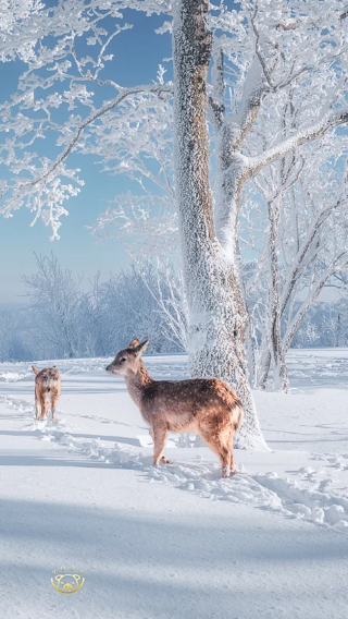 5天4晚 • 哈爾濱冰雪大世界  亞布力  中國雪鄉   雪地摩托 雪韻大街  馴鹿 蹦迪