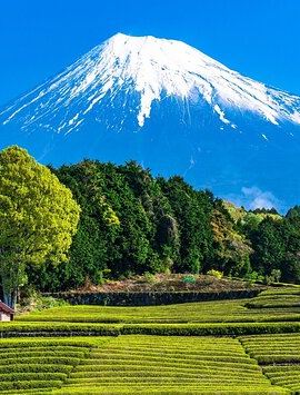 2D1N • Mt Fuji and Izu Deep View 2 Day Tour from Tokyo