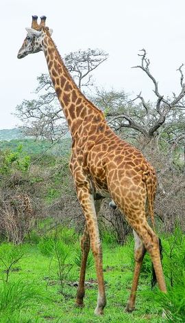2D1N • 2 Days Akagera Wildlife Safari( pick up and drop off)