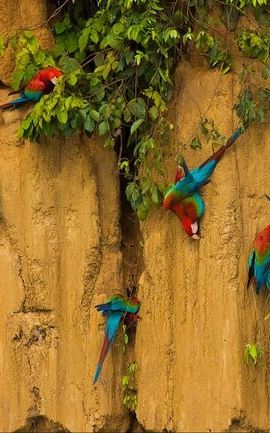 3D2N • 3 Days Guided Manu Jungle Tour from Cusco