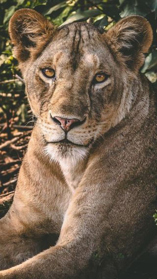 7D6N • Wildebeest calving in Ndutu, Tanzania, Serengeti Ngorongoro, upgraded international-chain five-star light-luxury hotels: Four Seasons,  Explorer