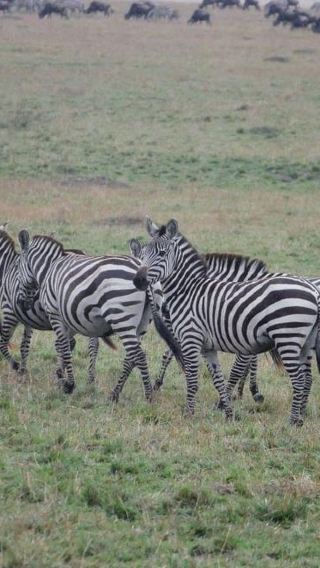 22D21N • 22-Days Rwanda Uganda kenya Tanzania by Overlanding