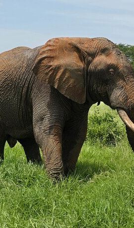5D4N • 5 Days Budget safari from Mombasa and Diani