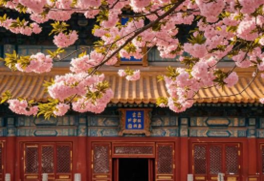 5-day 4-night · Group Tours · Beijing + The Palace Museum + Beijing Yuyuantan Park + Badaling Great Wall + China National Botanical Garden + Yuantucheng Ruins Park + Temple of Heaven + Summer Palace · (Group for International Travelers) Cherry blossom viewing at Yuyuantan Park (March-April), accommodation at internationally rated 4-diamond hotels, and an exclusive small-group tour for up to 12 guests with no shopping stops.