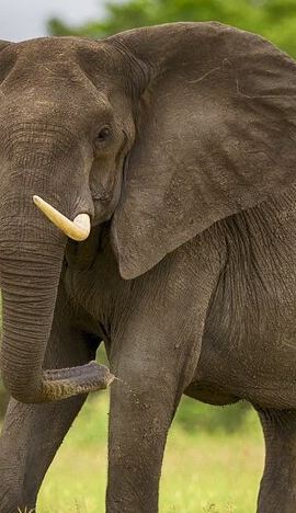 2D1N • 2 Days Tour From Zanzibar to Nyerere National Park (Selous GR)