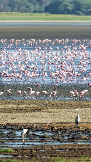 8 วัน 7 คืน • เซเรงเกติ + ปล่องภูเขาไฟโงรงโกโร + Tarangire National Park + อุทยานแห่งชาติทะเลสาบมันยารา