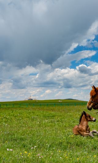 9D8N • Beijing + Inner Mongolia + Datong + Zhangjiakou experience grassland horseback riding activities