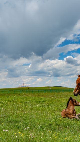 9D8N • Beijing + Inner Mongolia + Datong + Zhangjiakou experience grassland horseback riding activities