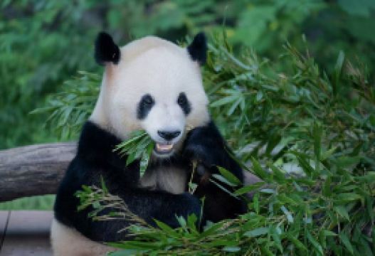 9-day 8-night · Group Tours · Jiuzhaigou + Huanglong National Scenic Area + Chengdu Research Base of Giant Panda Breeding + Leshan Giant Buddha + Mount Emei + Sanxingdui Museum · Embark on a swift and comfortable journey to Jiuzhaigou via high-speed train, limited to just 8 guests for an intimate and immersive experience. 