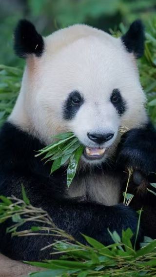 2D1N • Chengdu Research Base of Giant Panda Breeding + Sanxingdui Museum + Dujiangyan + Mount Qingcheng