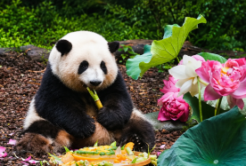 3D2N · Private Tours · Kids-Friendly Private Beijing Tour: Panda House + Top City Highlights