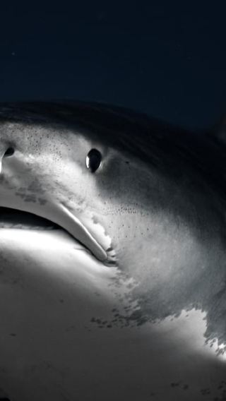 7D6N • Maldives: 7-Night Shark Diving & Stay Package with 11 Dives