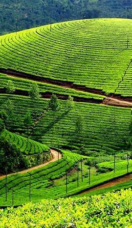 8D7N • 8 Days Kerala Private Tour Covering Kochi- Munnar- Periyar- Alleppey and Kovalam