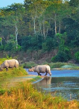 3D2N • Kathmandu: 3 Days Chitwan Jungle Safari Private Tour