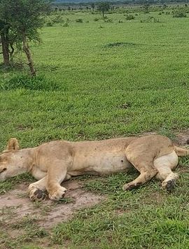 2D1N • 2 Days /1 Night safari to Mikumi