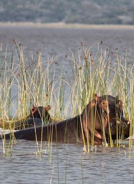 2D1N • 2-Day Maputo Special Reserve Guided Tour