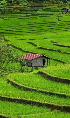 3D2N • Private: 3 days 2 night trip: ChaingMai-Chaingrai- The Golden Triangle trip