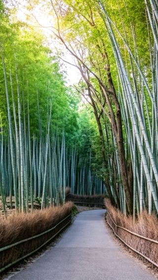 9D8N • Honshu in-depth classic tour: Tokyo trend + Mt. Fuji Lake view + Kyoto ancient capital + Osaka Universal Studios