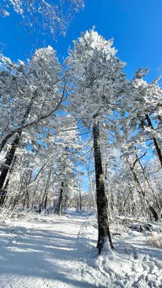 7D6N • Northeast Snow World, Shenyang, Changchun, Harbin, Yabuli, and Snow Township: Independent group upgrade for orders of 6 + people, including tips, a top-rated local guide, and 14 gift packages