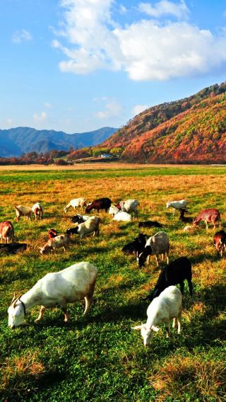 6D5N • Enshi City + Shennongjia + Enshi Grand Canyon Scenic Area