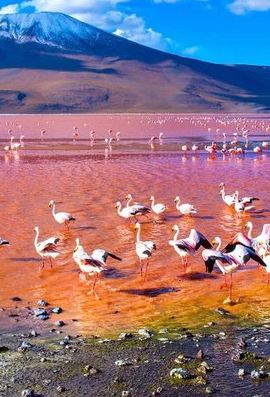 3D2N • Your Best Uyuni Experience: 3-Day Salt Flats, Lagoons & Deserts