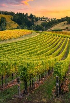 6D5N • 6 Days Kangaroo Island & Adelaide Shared Tour