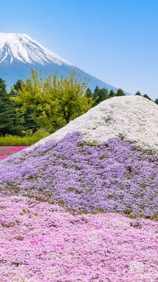 3天2晚 • 日本河口湖＋山中湖＋富士山
