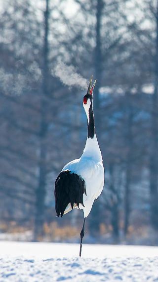 8D7N • Ultimate Hokkaido Grand Journey: Wildlife Encounters, Lake Akan, Shiretoko Nature, Fox Village, Onsen Retreats & Hakodate Night Views