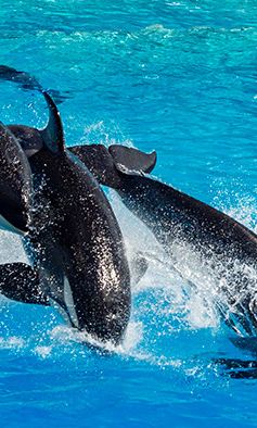 4 วัน 3 คืน • TTMFM-NX003 มาเก๊า จูไห่ สวนสนุก Ocean Kingdom x Spaceship Park (พัก Circus 2 คืน) บิน Air Macau(NX)